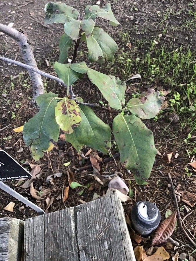 Prunus besseyi — houseplant care guide