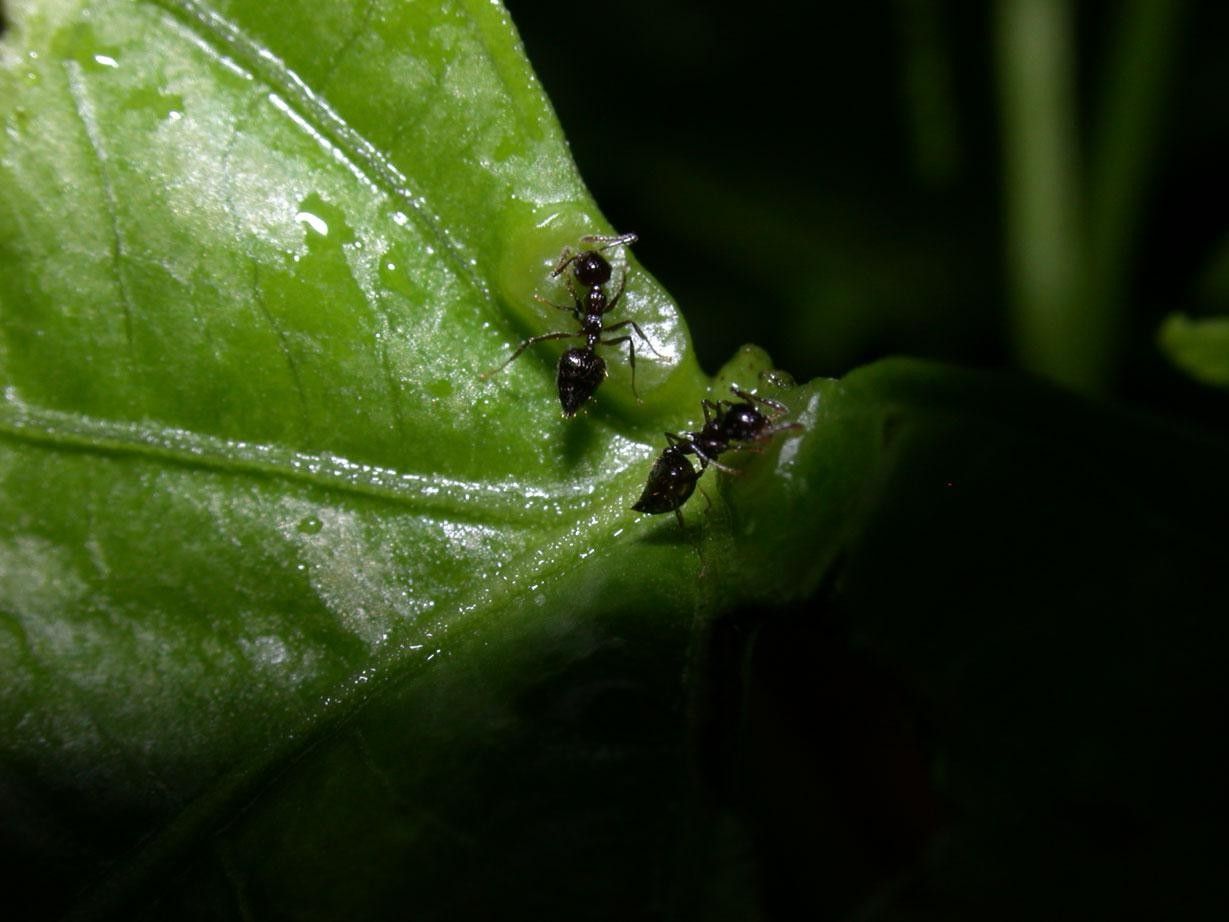 Plukenetia stipellata bark