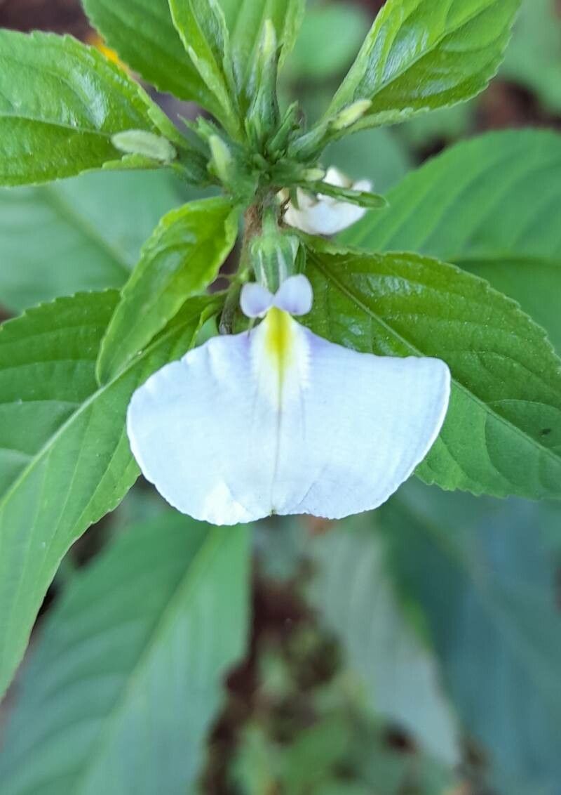 Pombalia communis flower