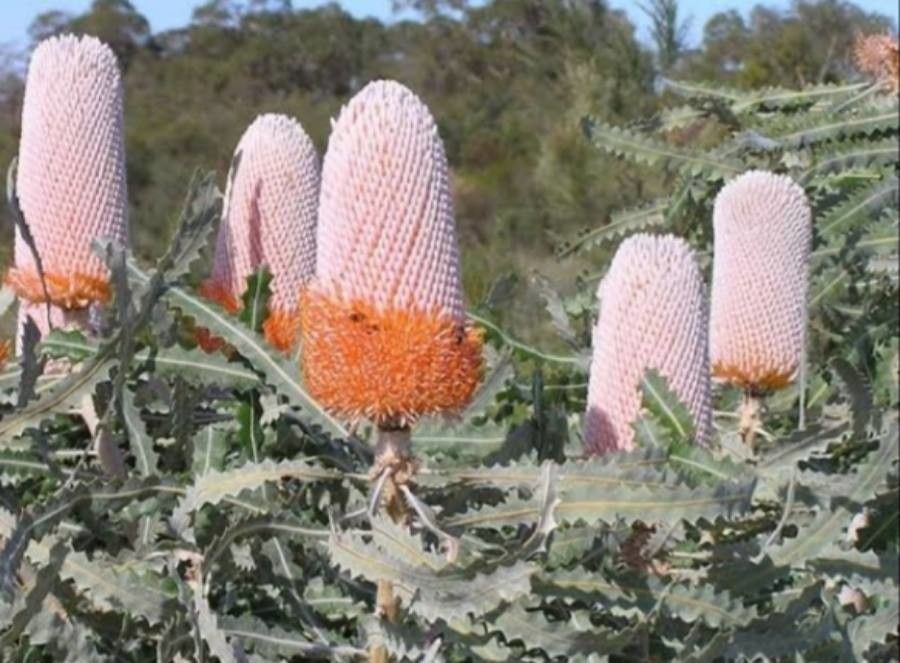 Banksia prionotes flower