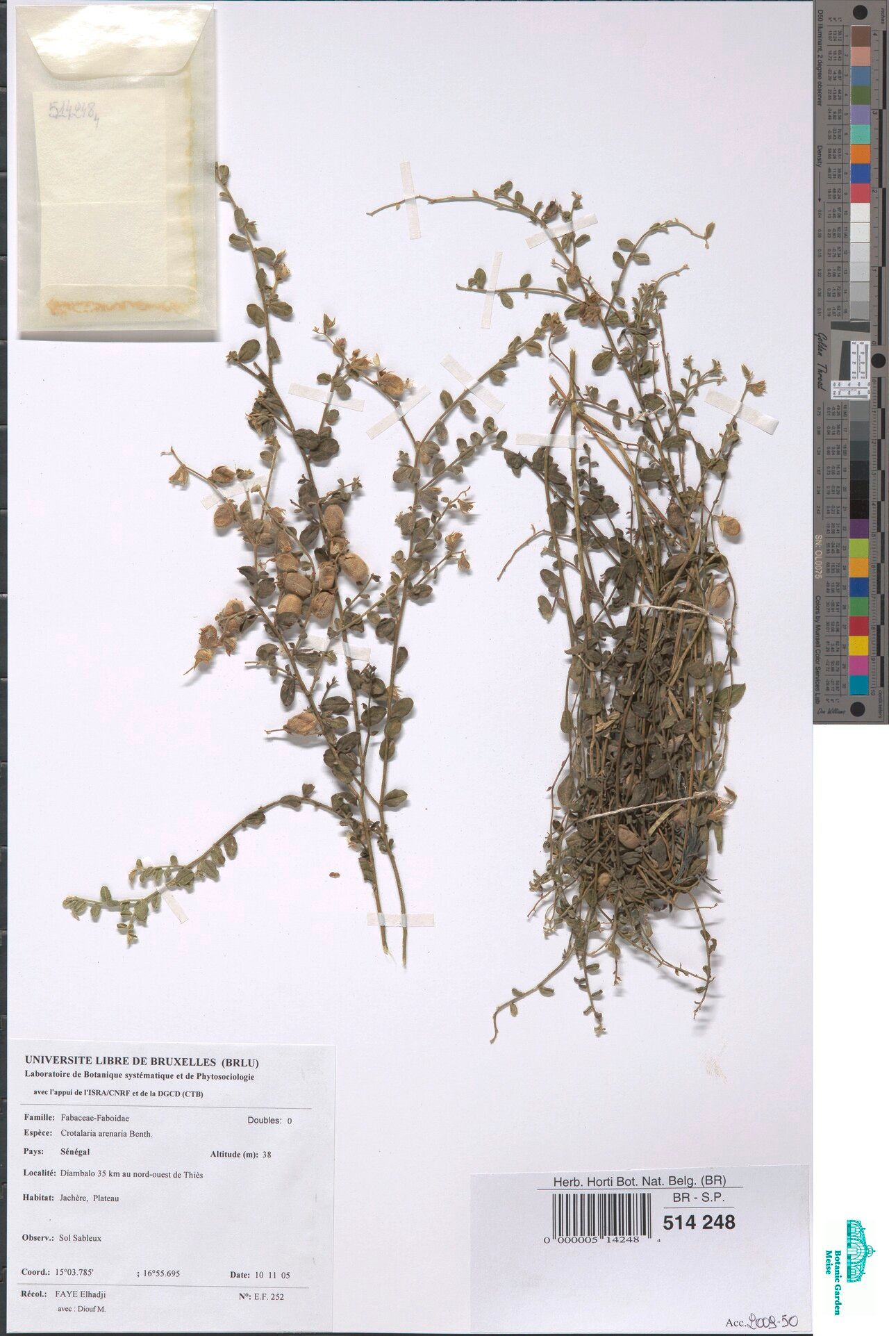 Crotalaria arenaria — houseplant care guide