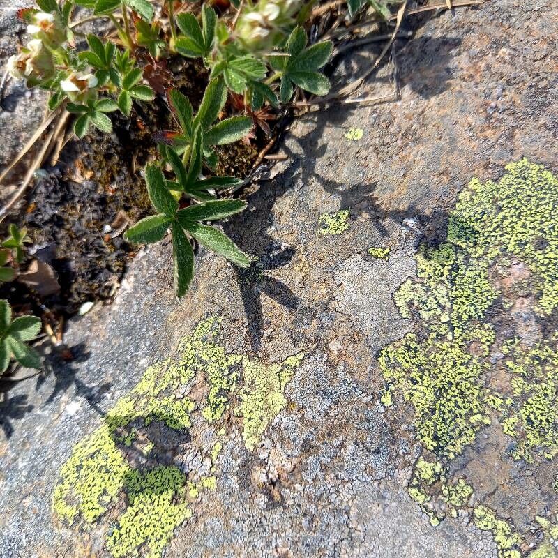 Potentilla crassinervia — search result for 'Potentilla'