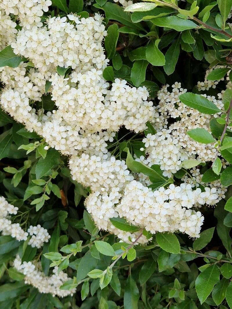 Pyracantha crenulata flower