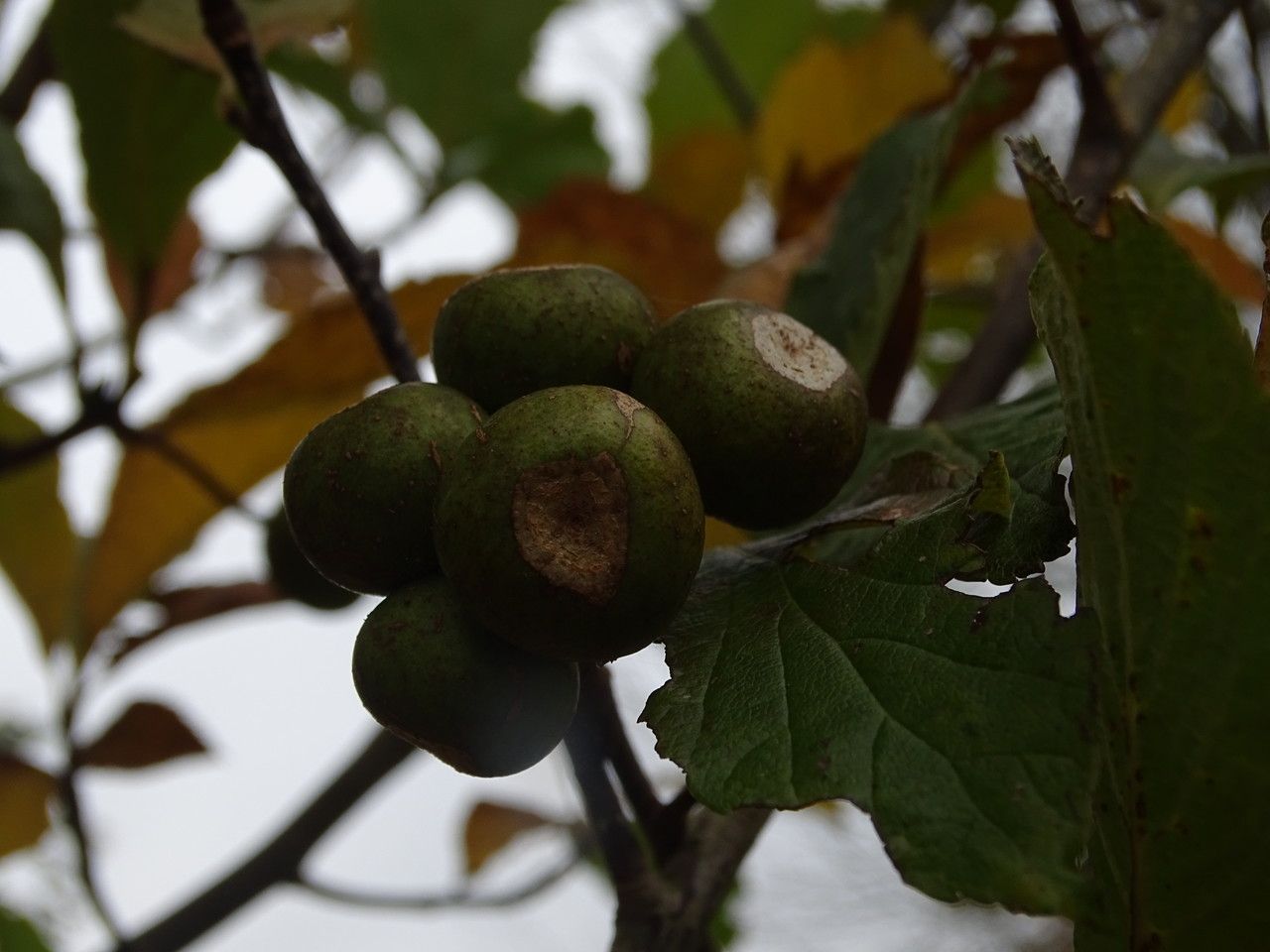 Sorbus keissleri — houseplant care guide