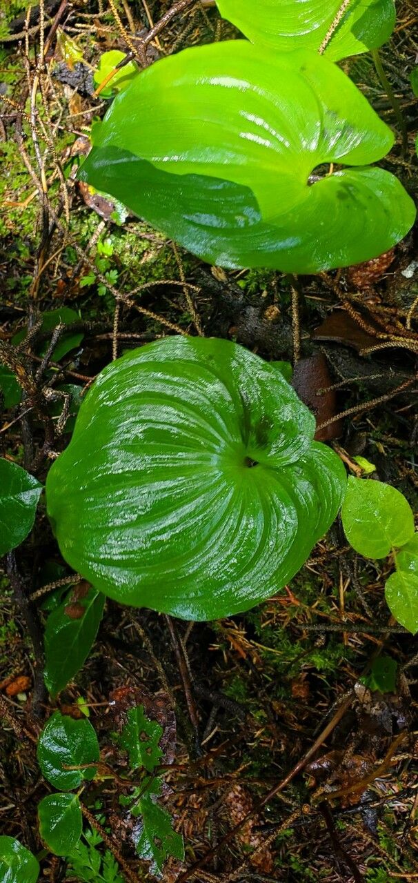 Maianthemum dilatatum leaf