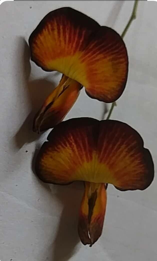 Colutea × media — search result for 'Colutea'