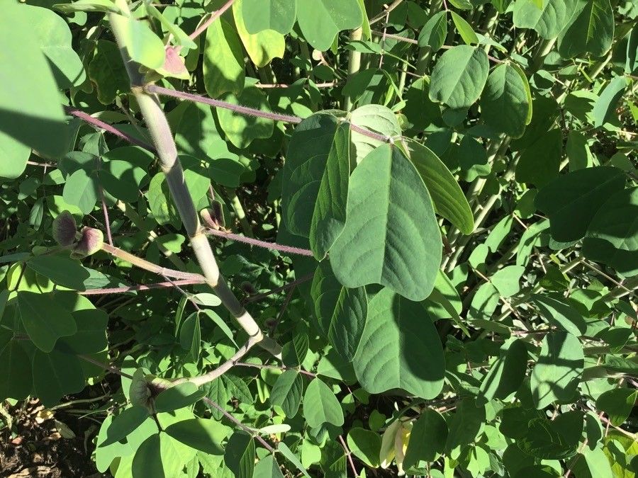 Amicia zygomeris — soil improver houseplant