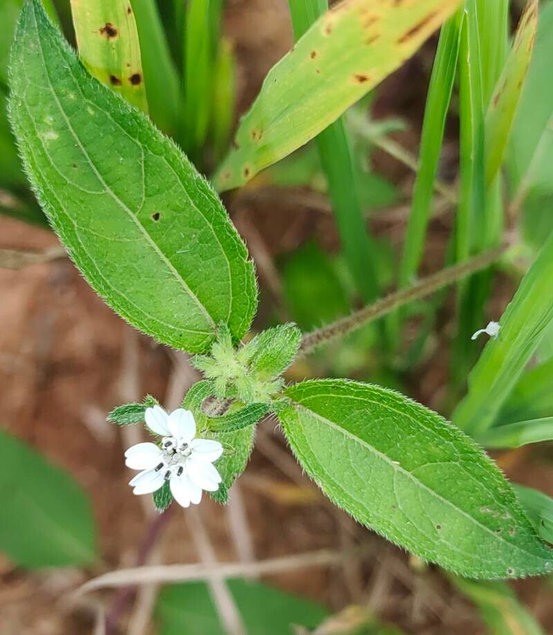 Aspilia bussei flower