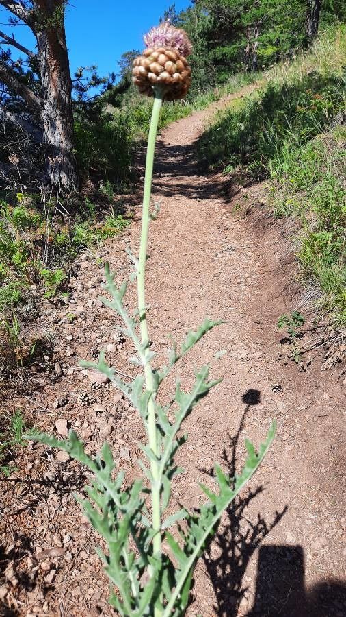 Rhaponticum uniflorum habit