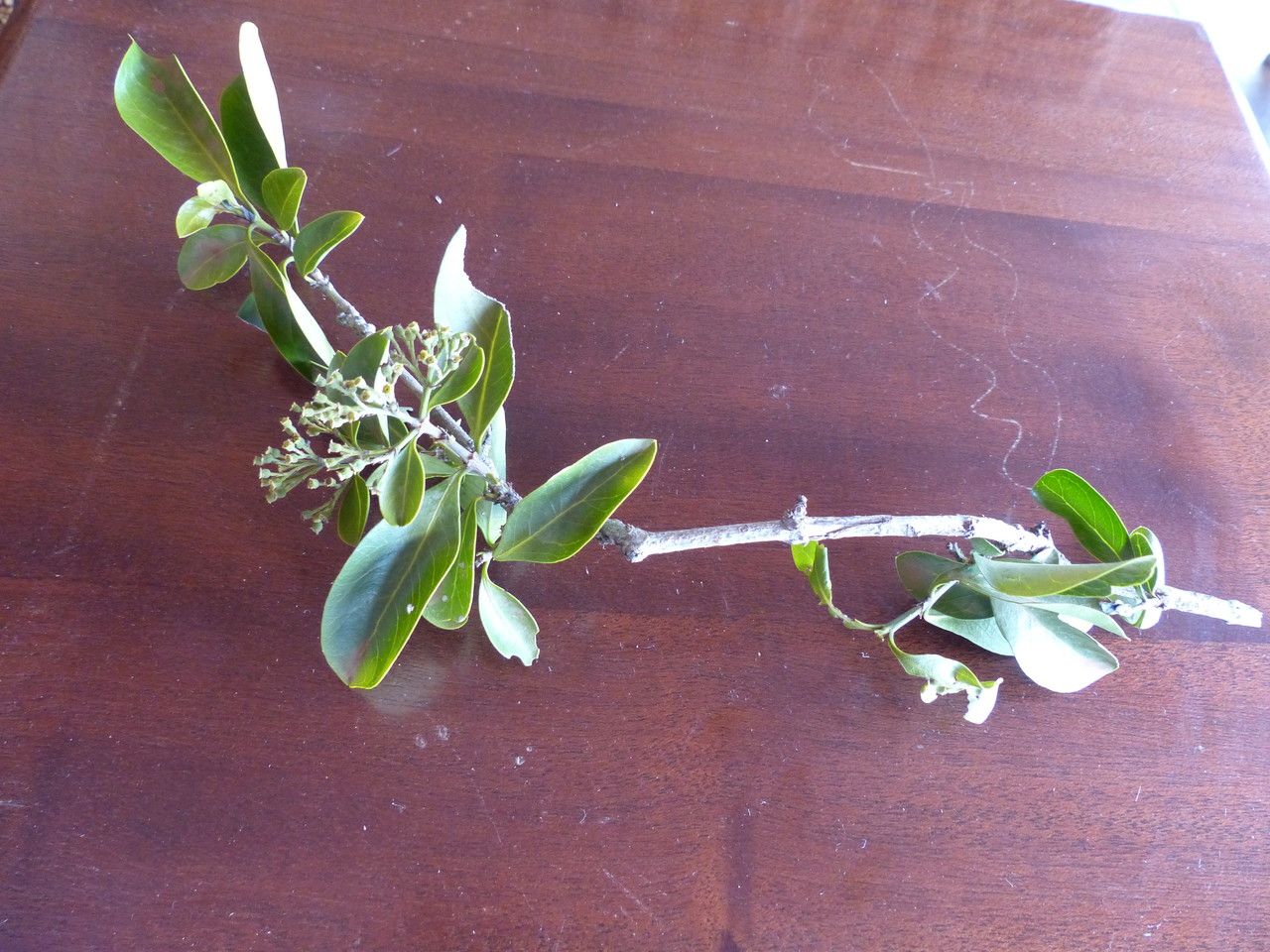 Hymenodictyon parvifolium — houseplant care guide