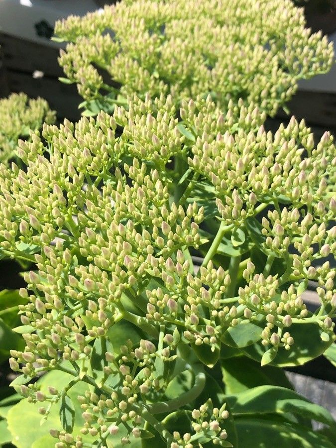 Sedum spectabile fruit
