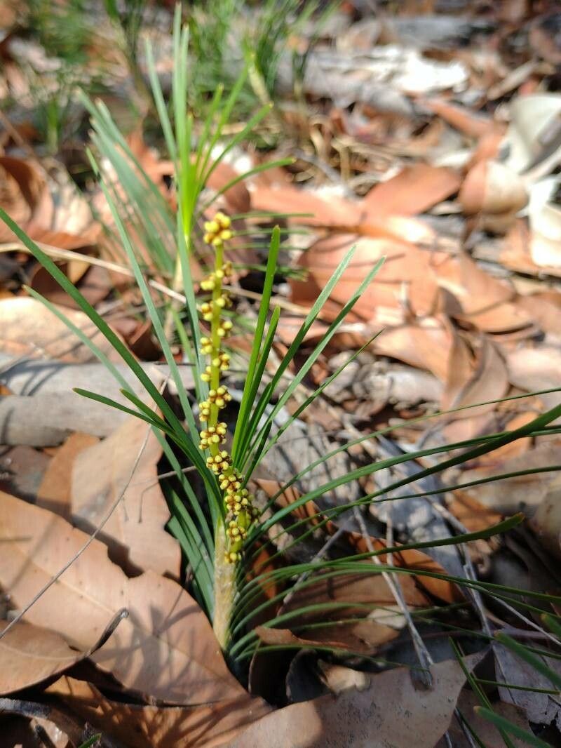 Lomandra glauca habit