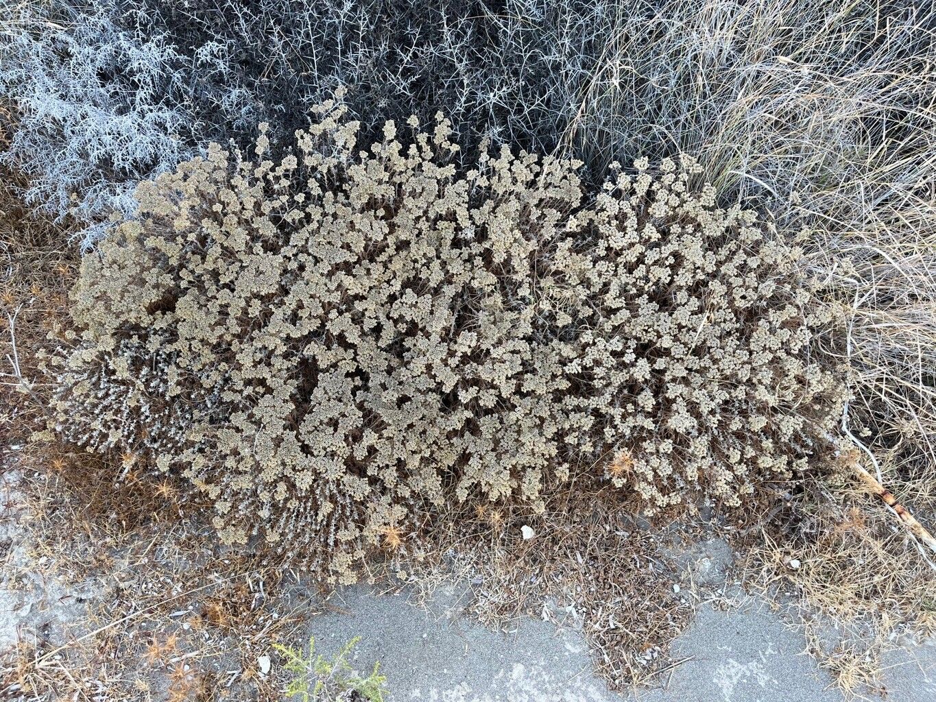 Achillea cretica habit
