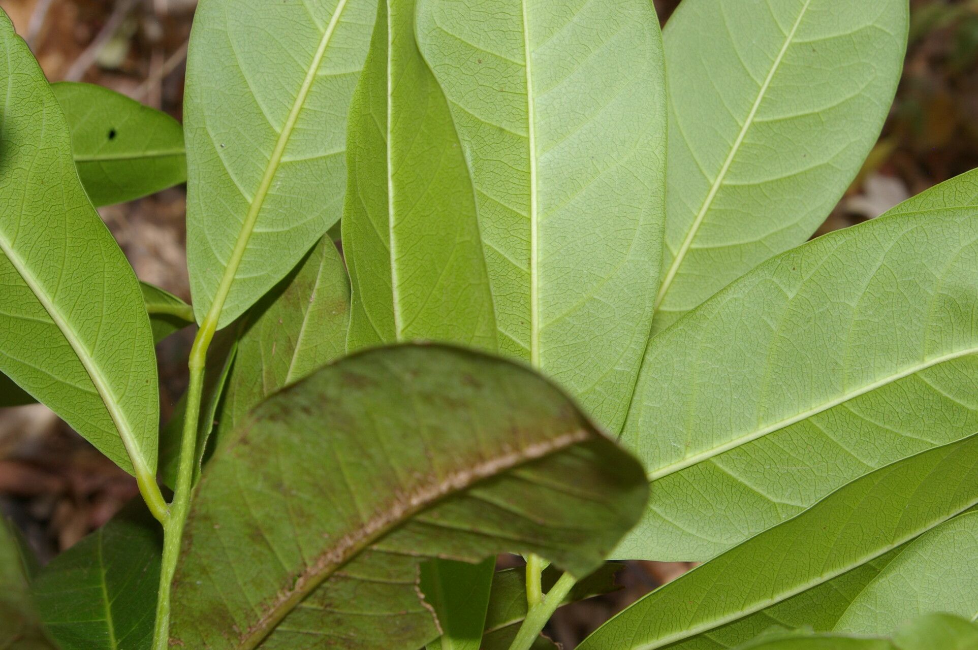 Morisonia pachaca leaf