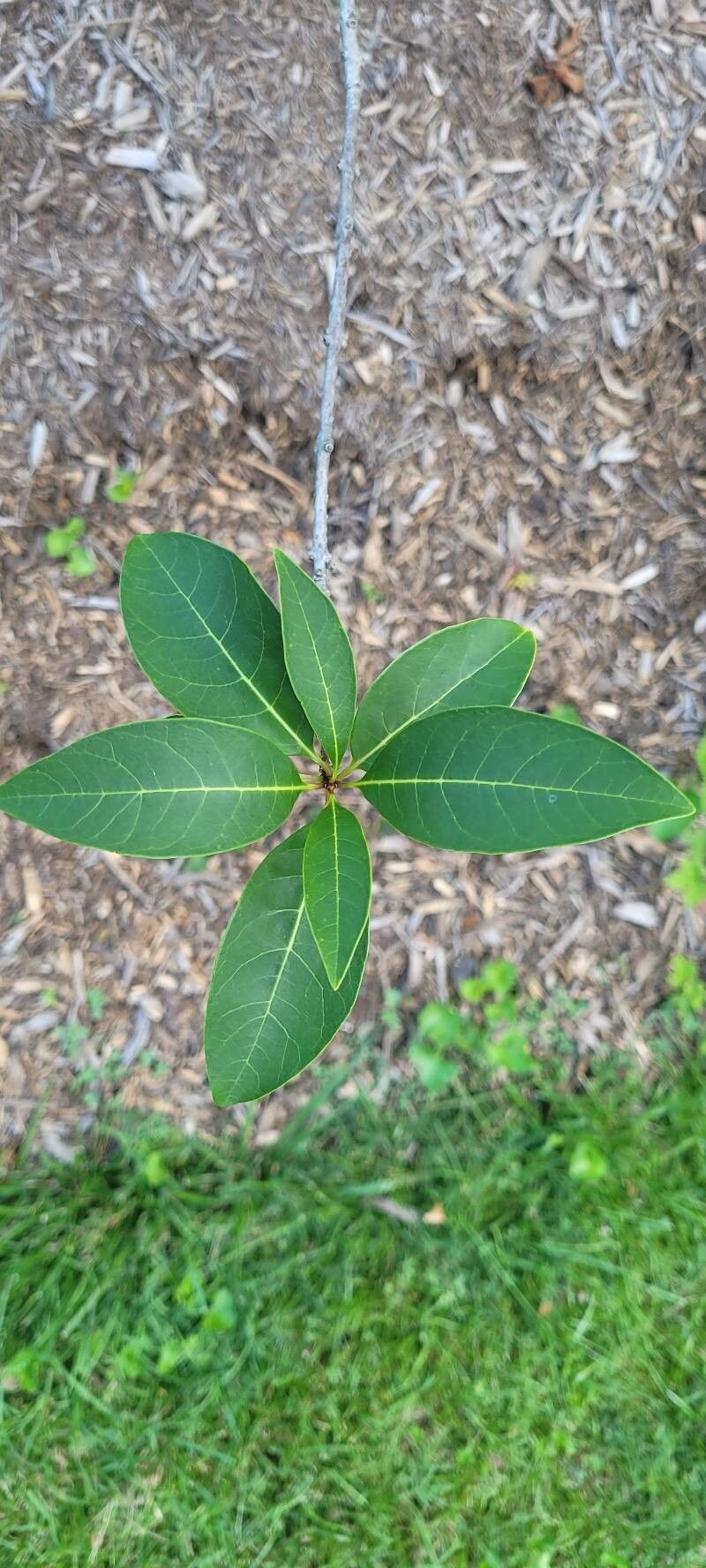 Chionanthus pygmaeus — search result for 'Chionanthus'