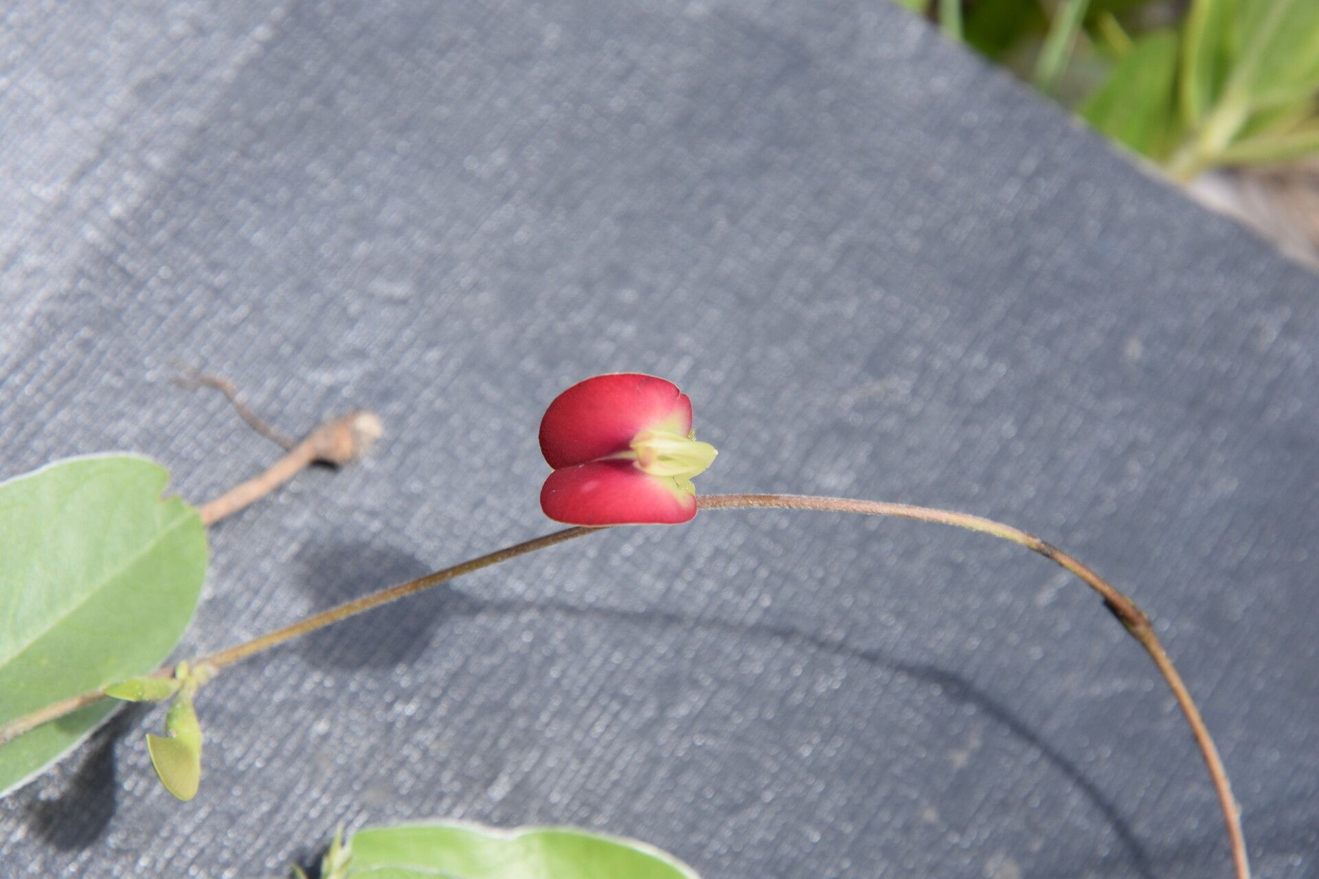 Macrotyloma rupestre flower
