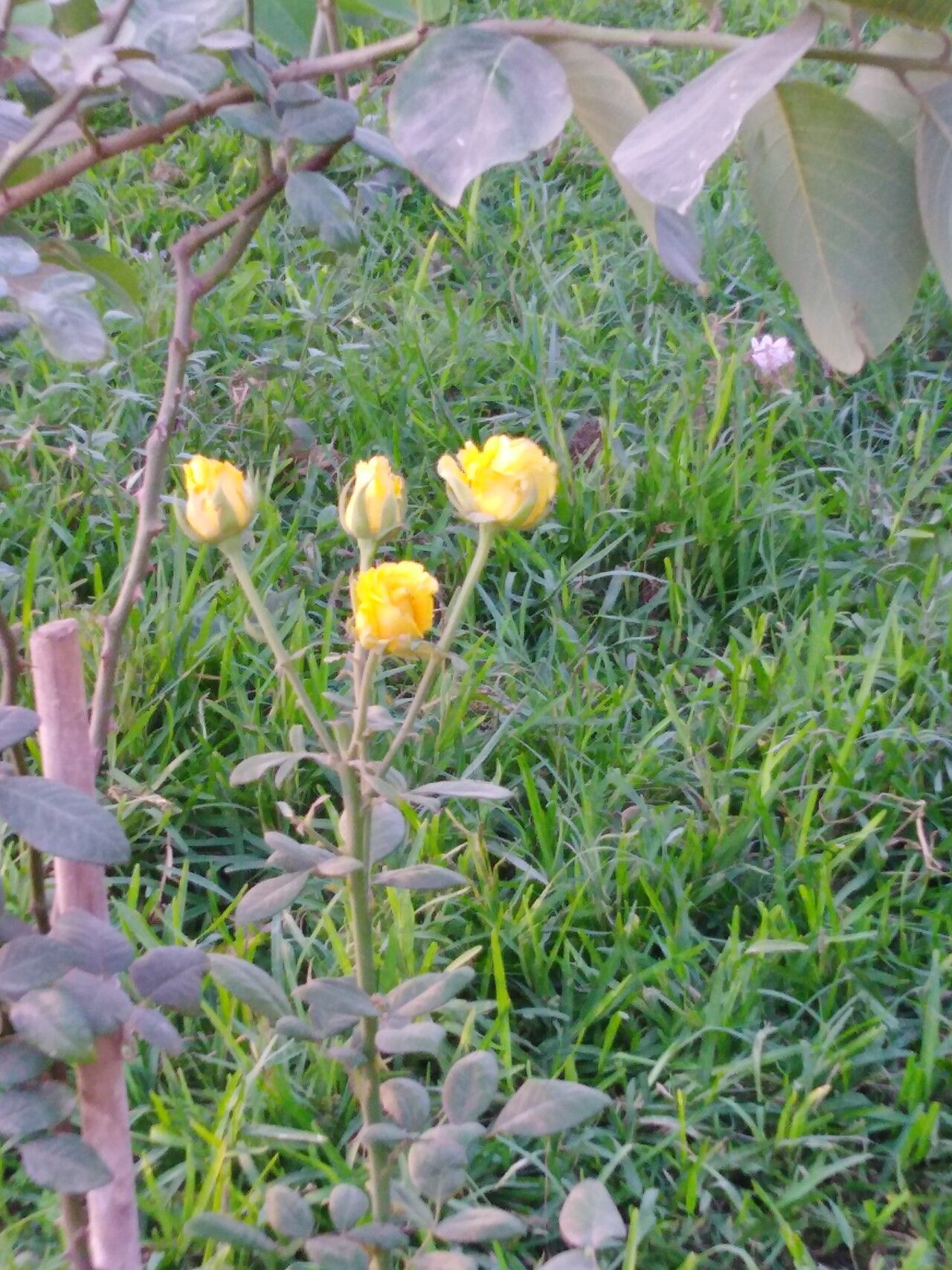 Trollius asiaticus leaf