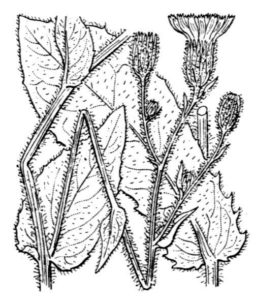 Hieracium viscosum other