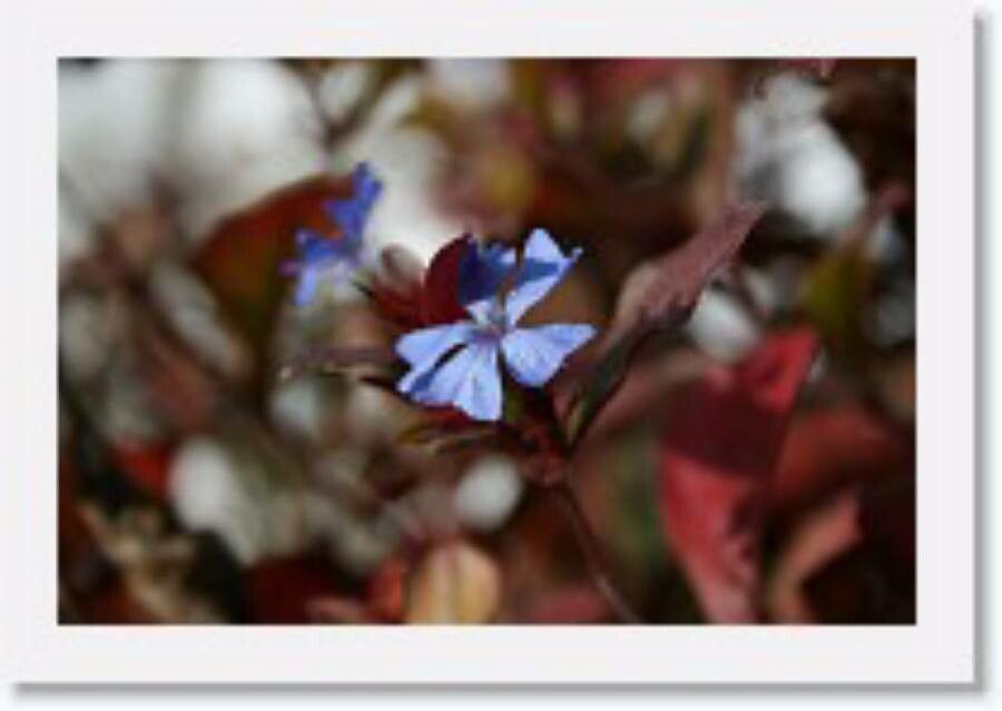 Ceratostigma griffithii flower