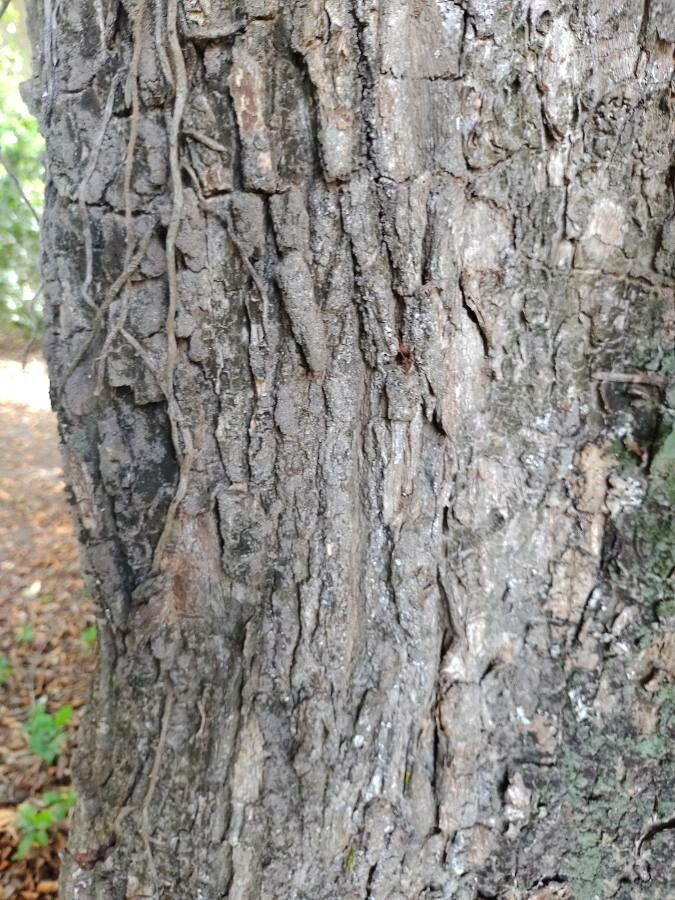Chrysophyllum mexicanum bark