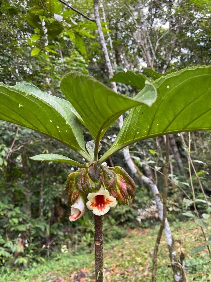 Drymonia macrantha — houseplant care guide