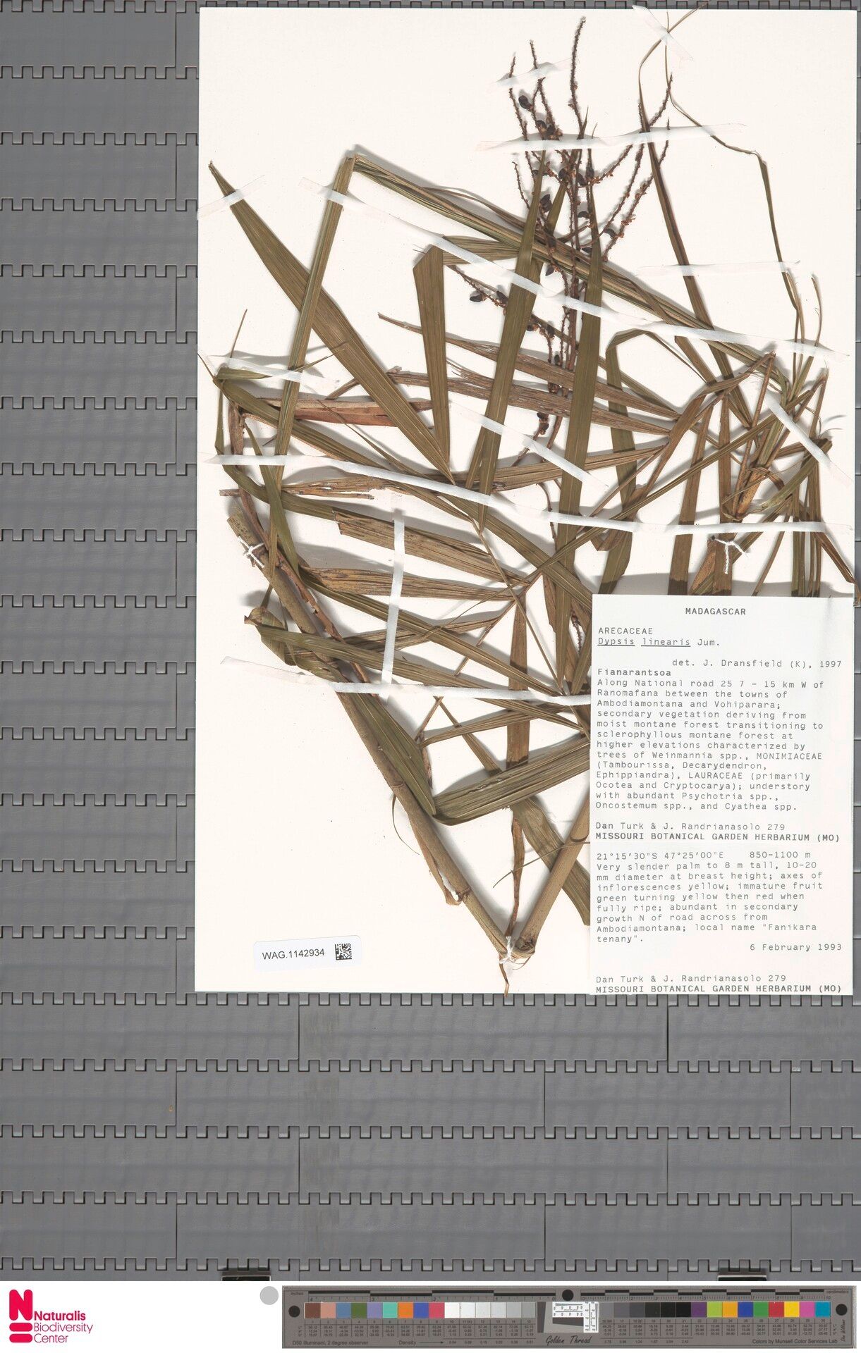 Dypsis linearis — search result for 'Dypsis'