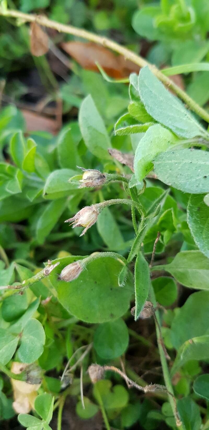 Convolvulus sabatius fruit