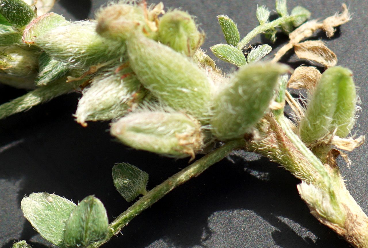 Astragalus sinaicus fruit