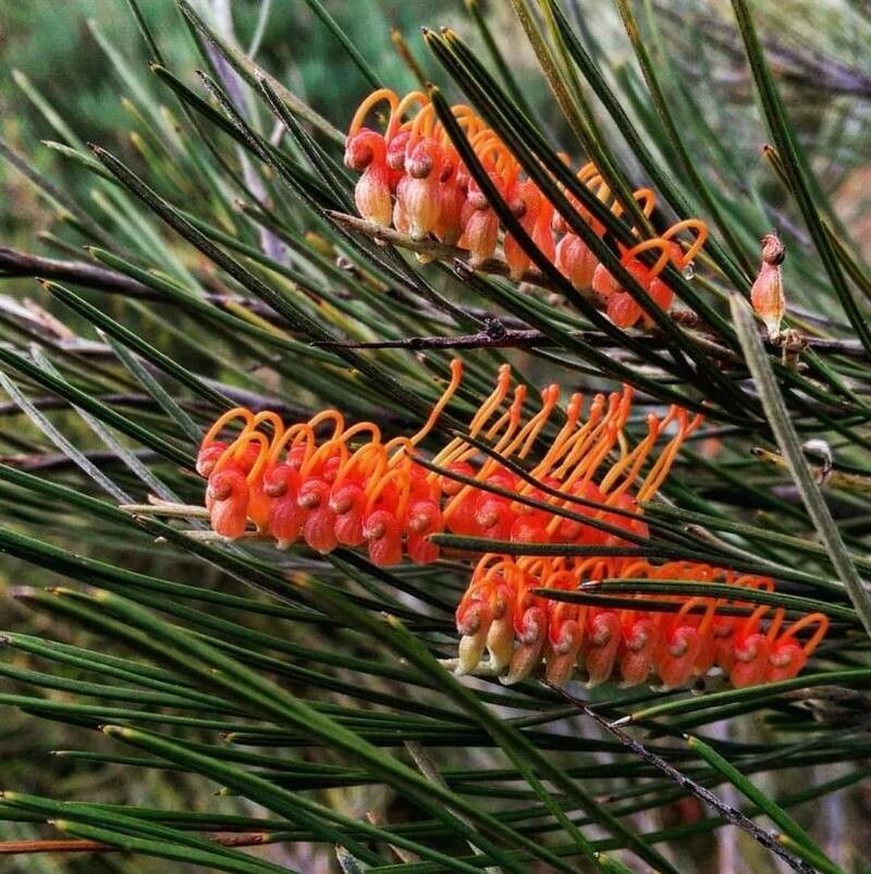 Grevillea cagiana — search result for 'Grevillea'