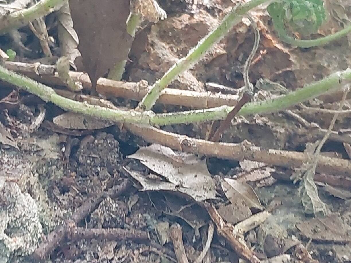 Marrubium multibracteatum bark