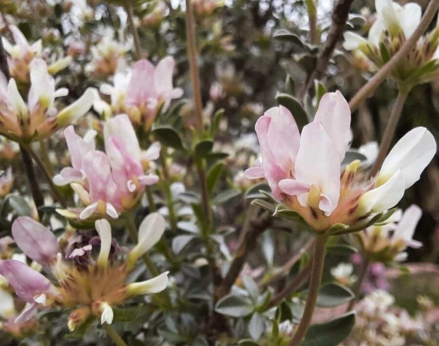 Anthyllis lagascana flower