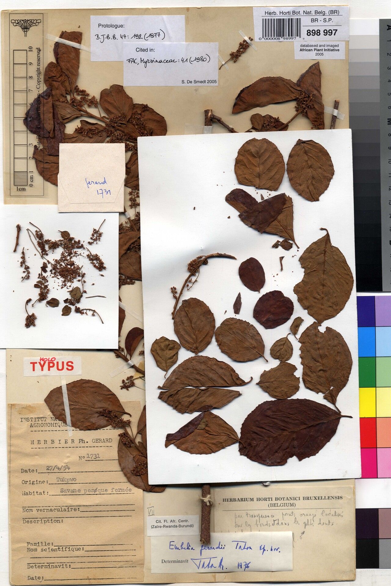 Embelia gerardii — houseplant care guide