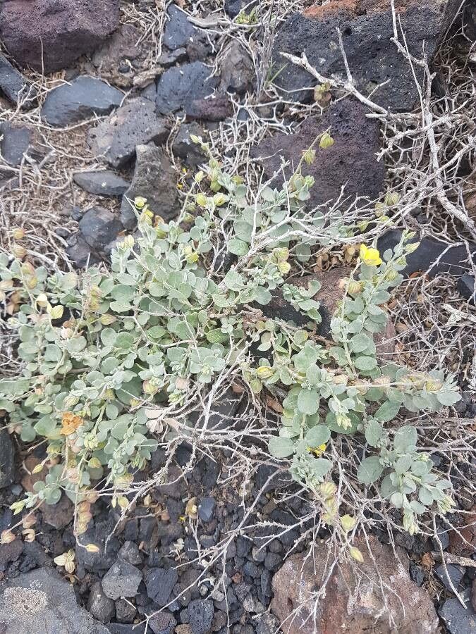 Helianthemum canariense leaf