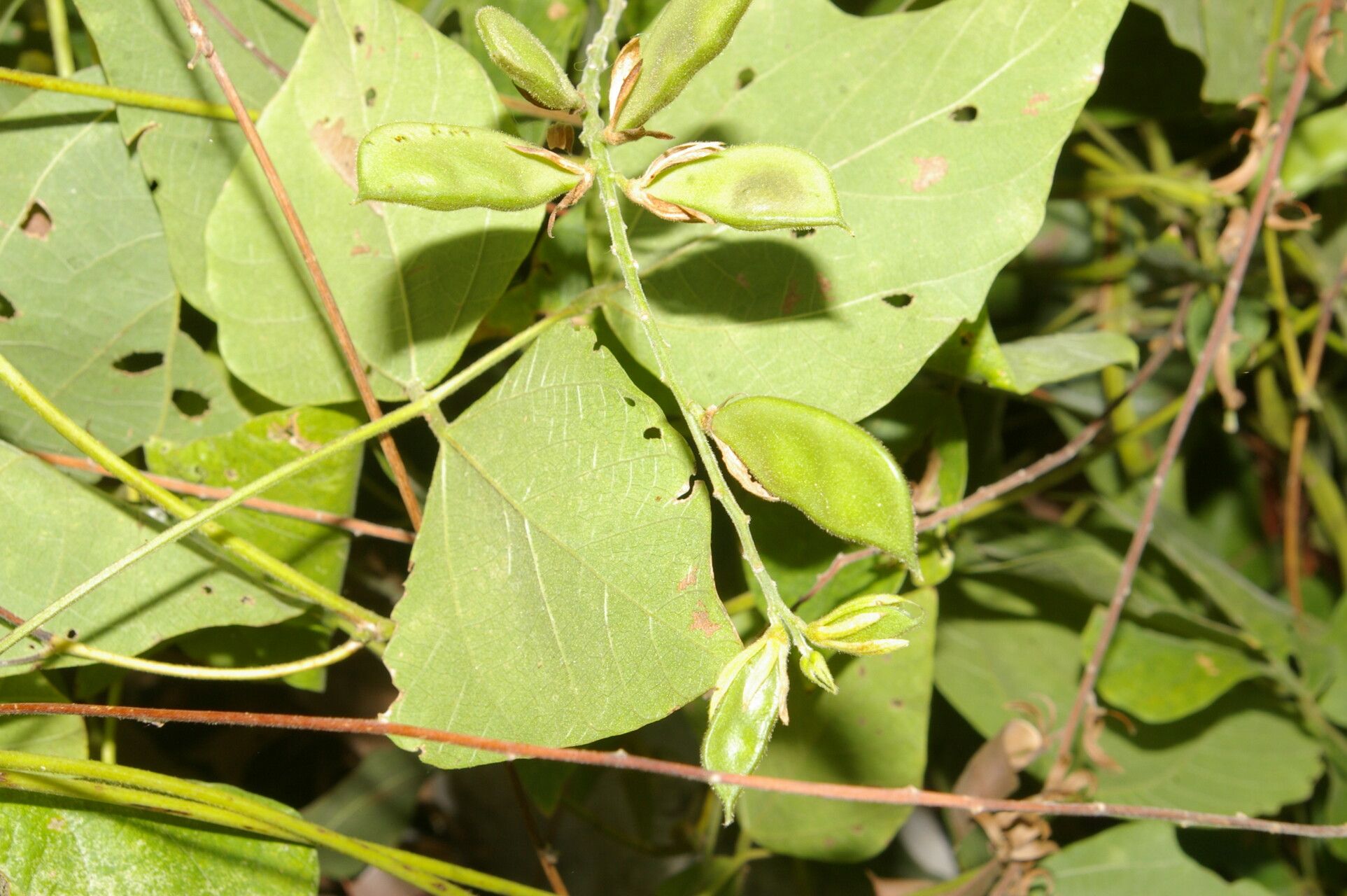 Rhynchosia calycosa leaf