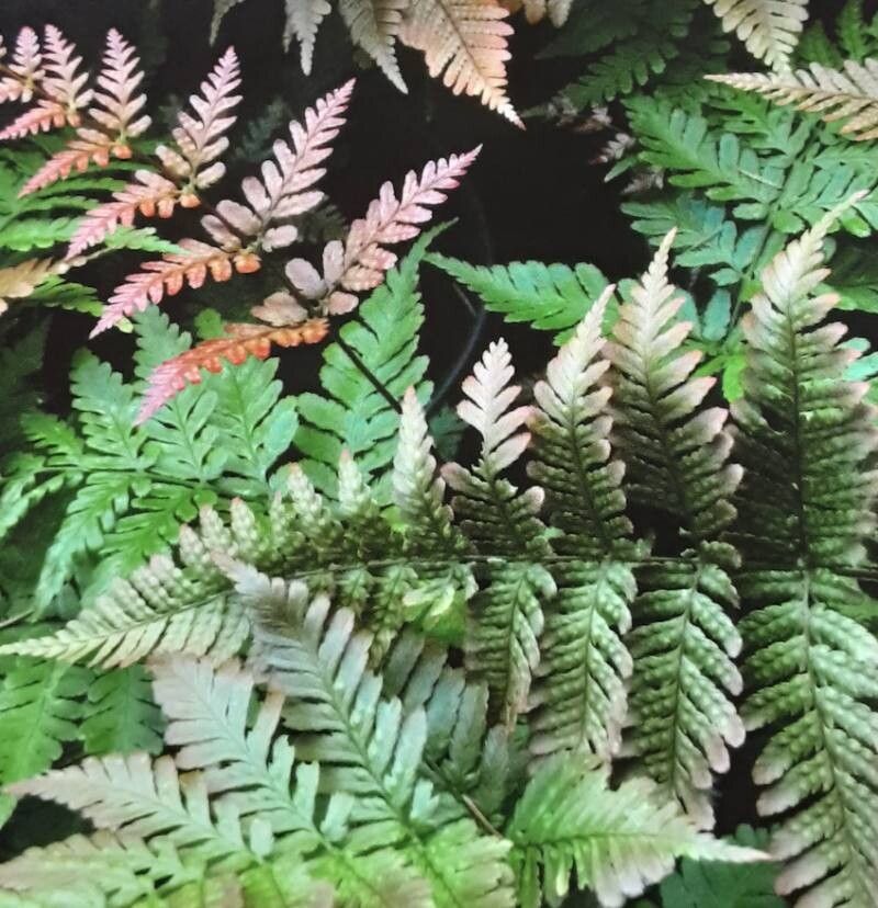 Dryopteris koidzumiana — search result for 'Dryopteris'