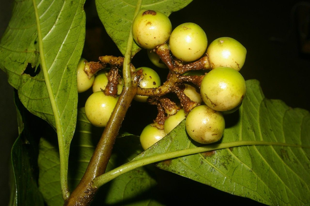 Xiphidium caeruleum fruit