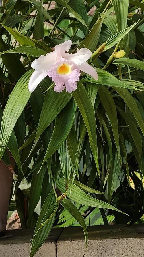 Sobralia macrantha leaf