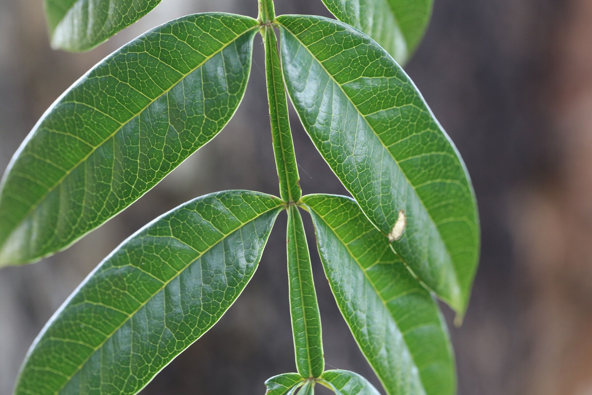 Bersama abyssinica leaf