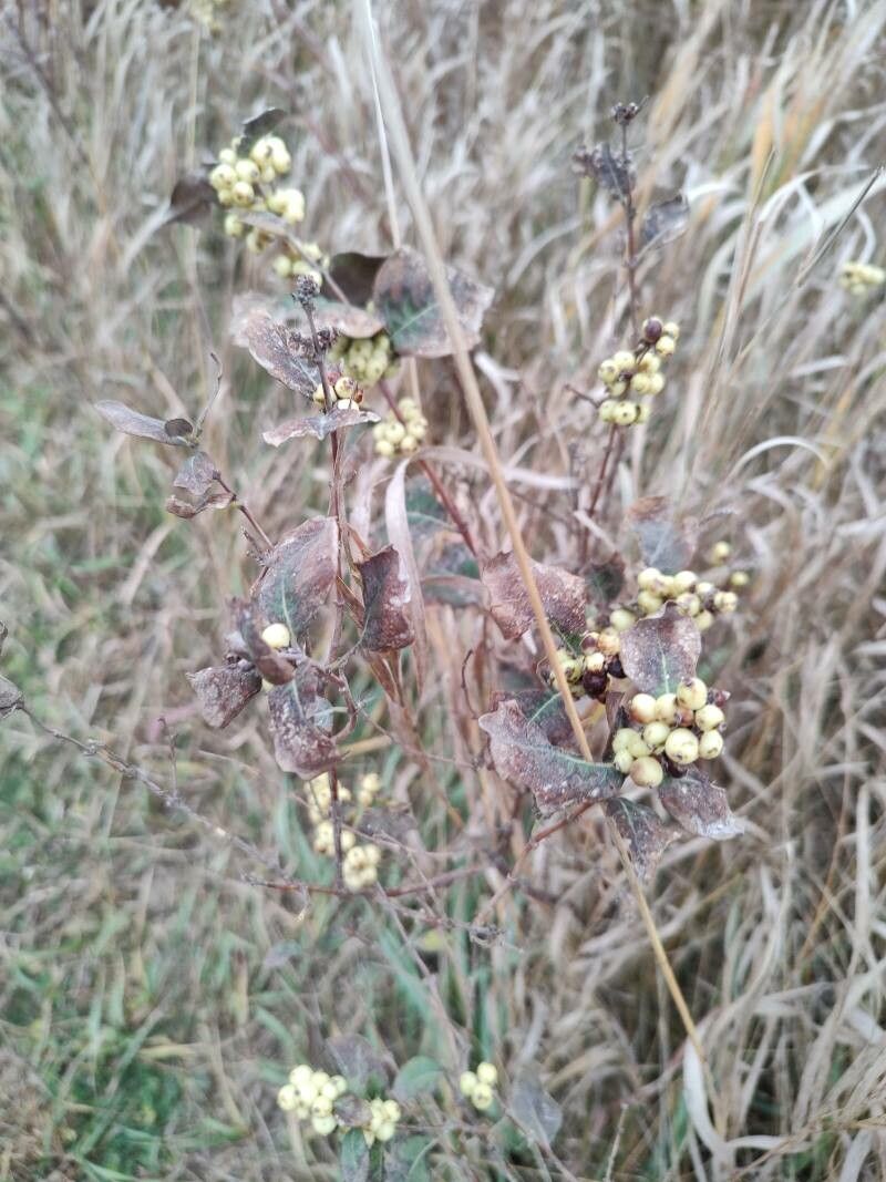 Symphoricarpos occidentalis fruit
