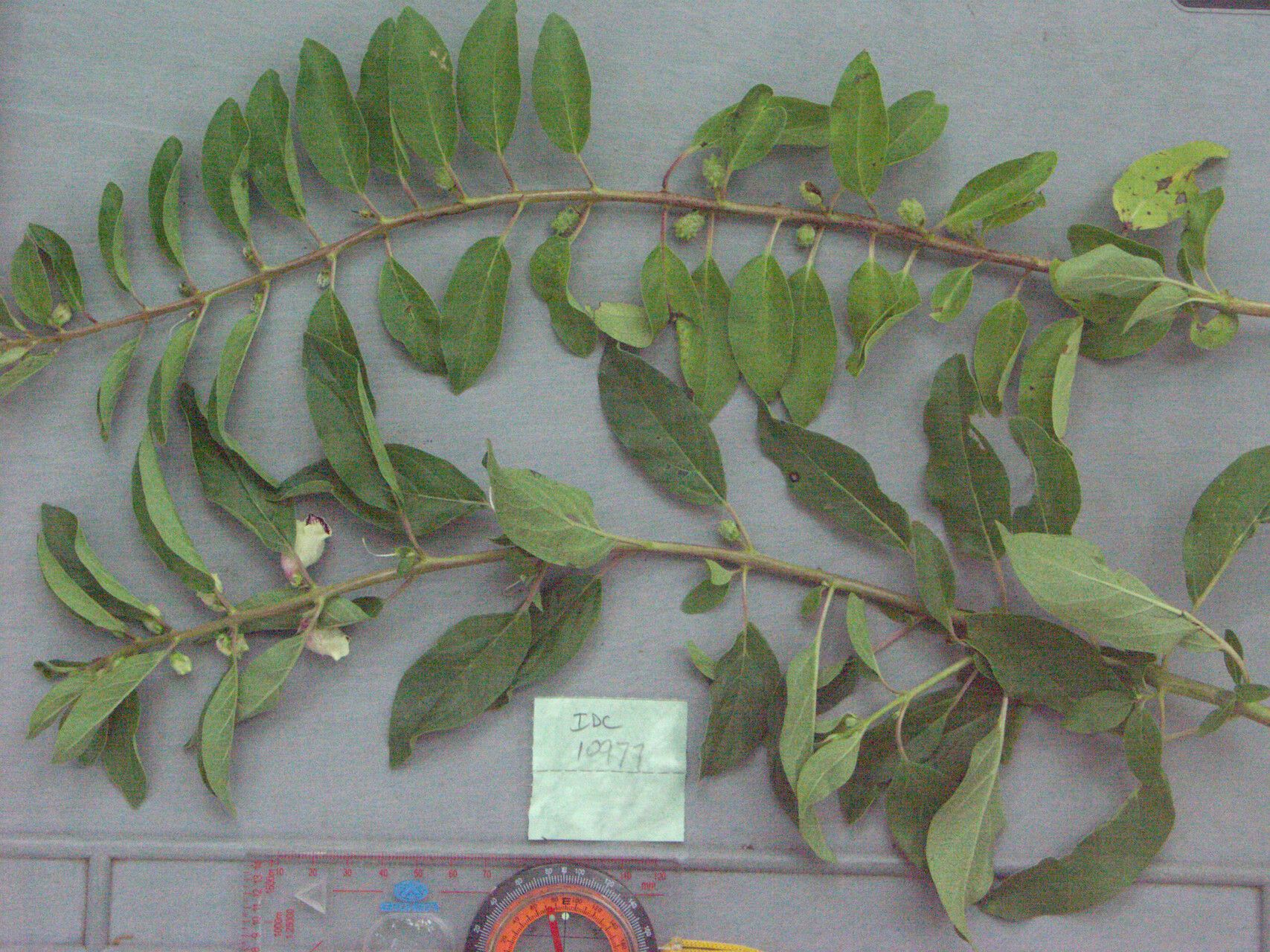 Sesamum imperatricis