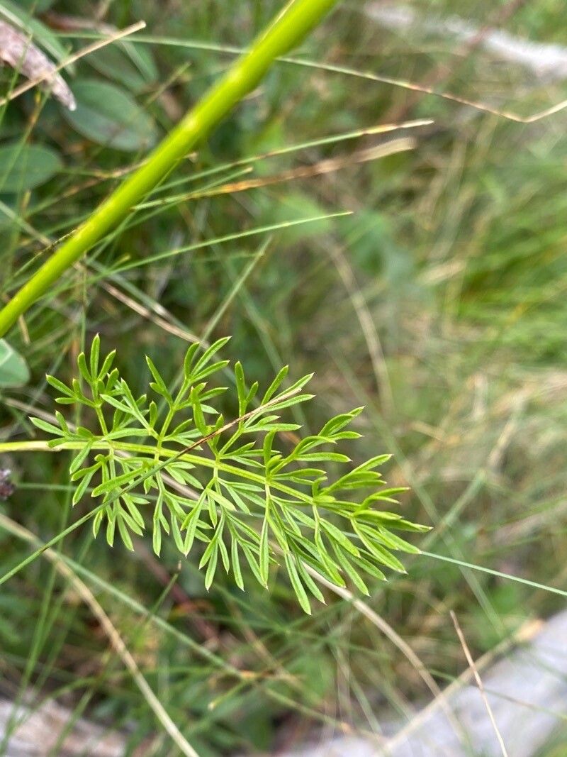 Seseli peucedanoides — search result for 'Seseli'