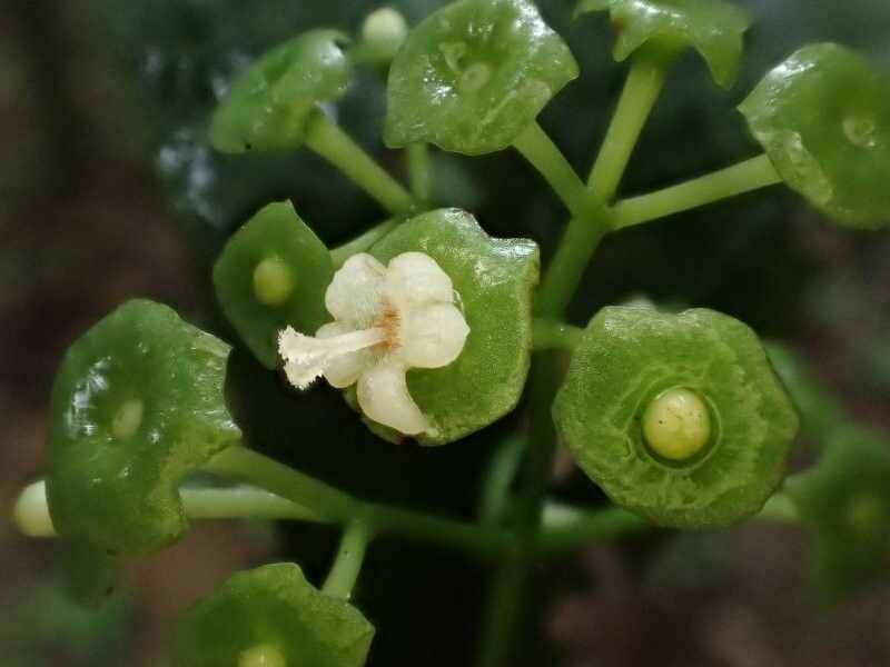 Psychotria laticalyx — houseplant care guide