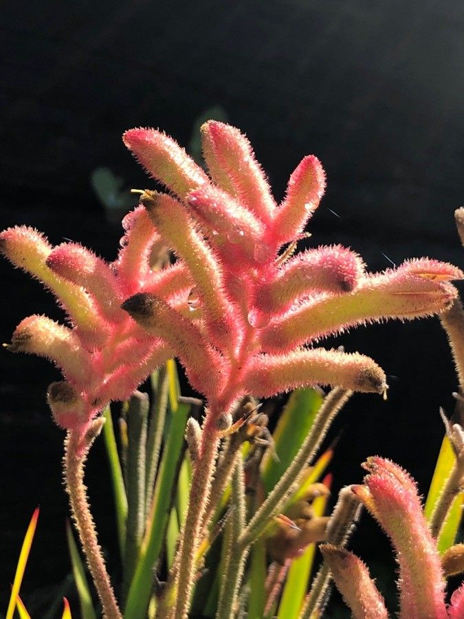 Anigozanthos flavidus flower