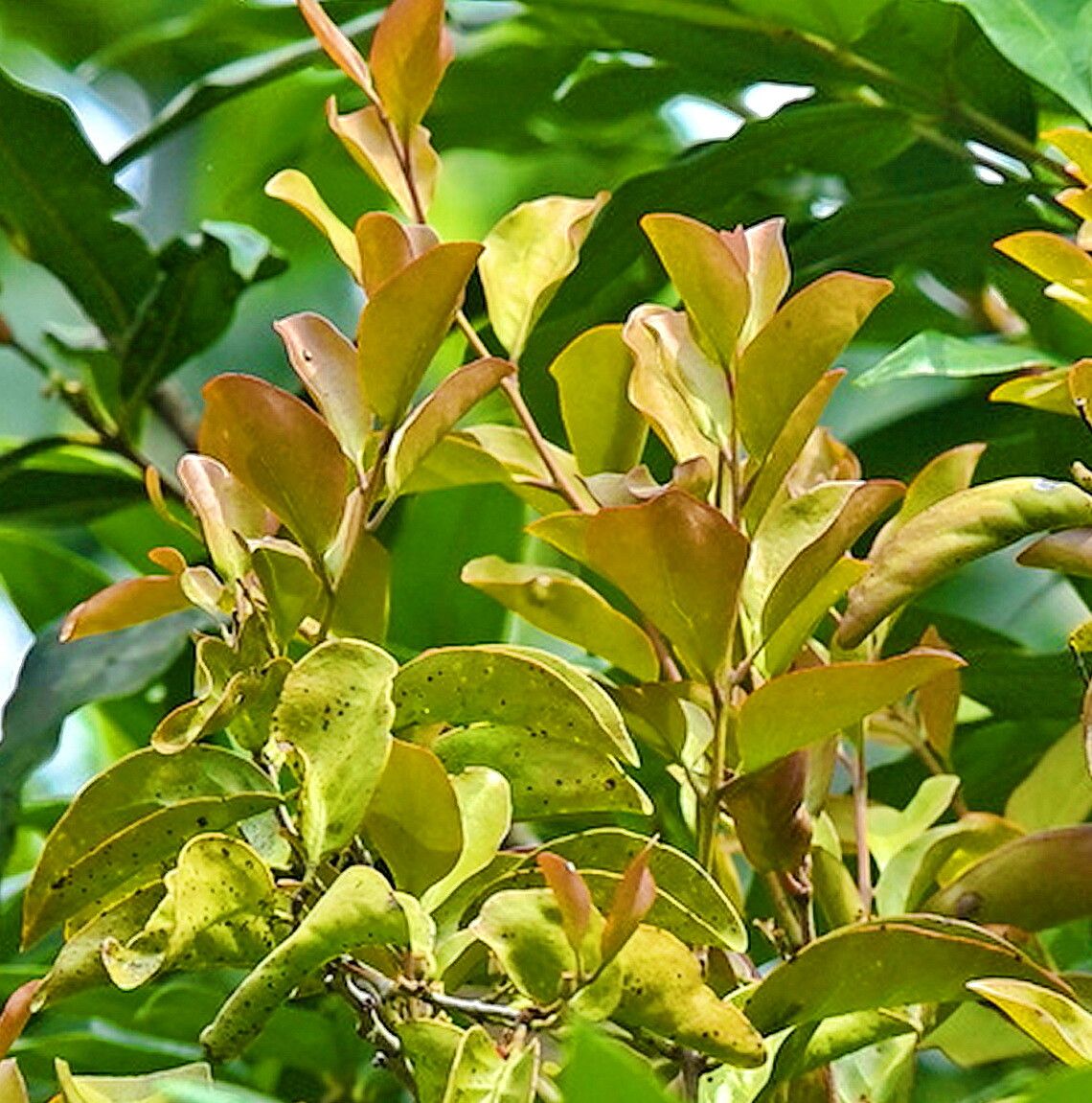 Dendrophthoe pentandra — related species from the same genus