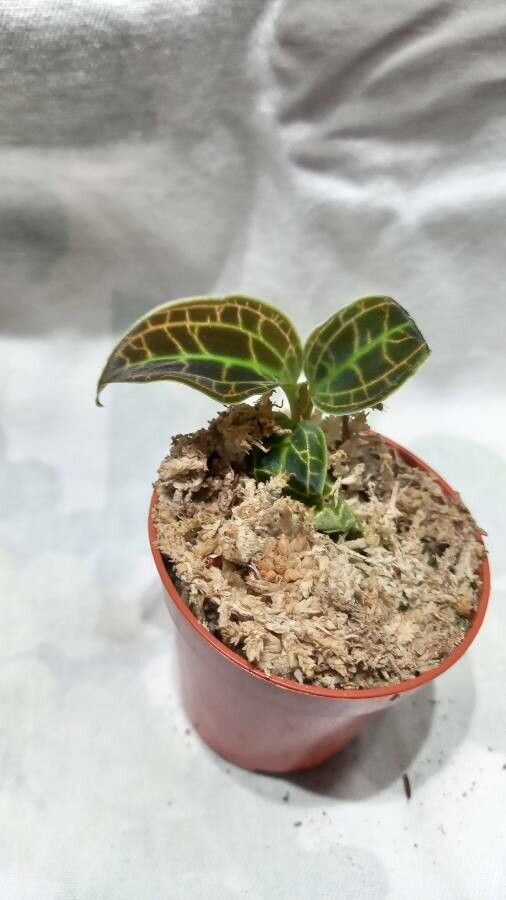 Macodes sanderiana leaf