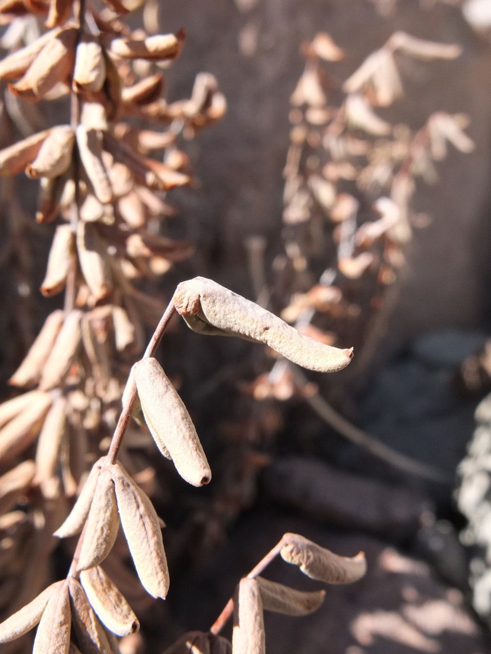 Pellaea ternifolia leaf