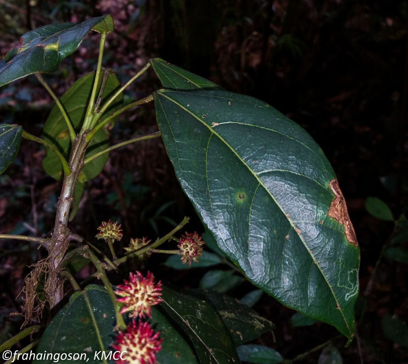 Macaranga alnifolia fruit