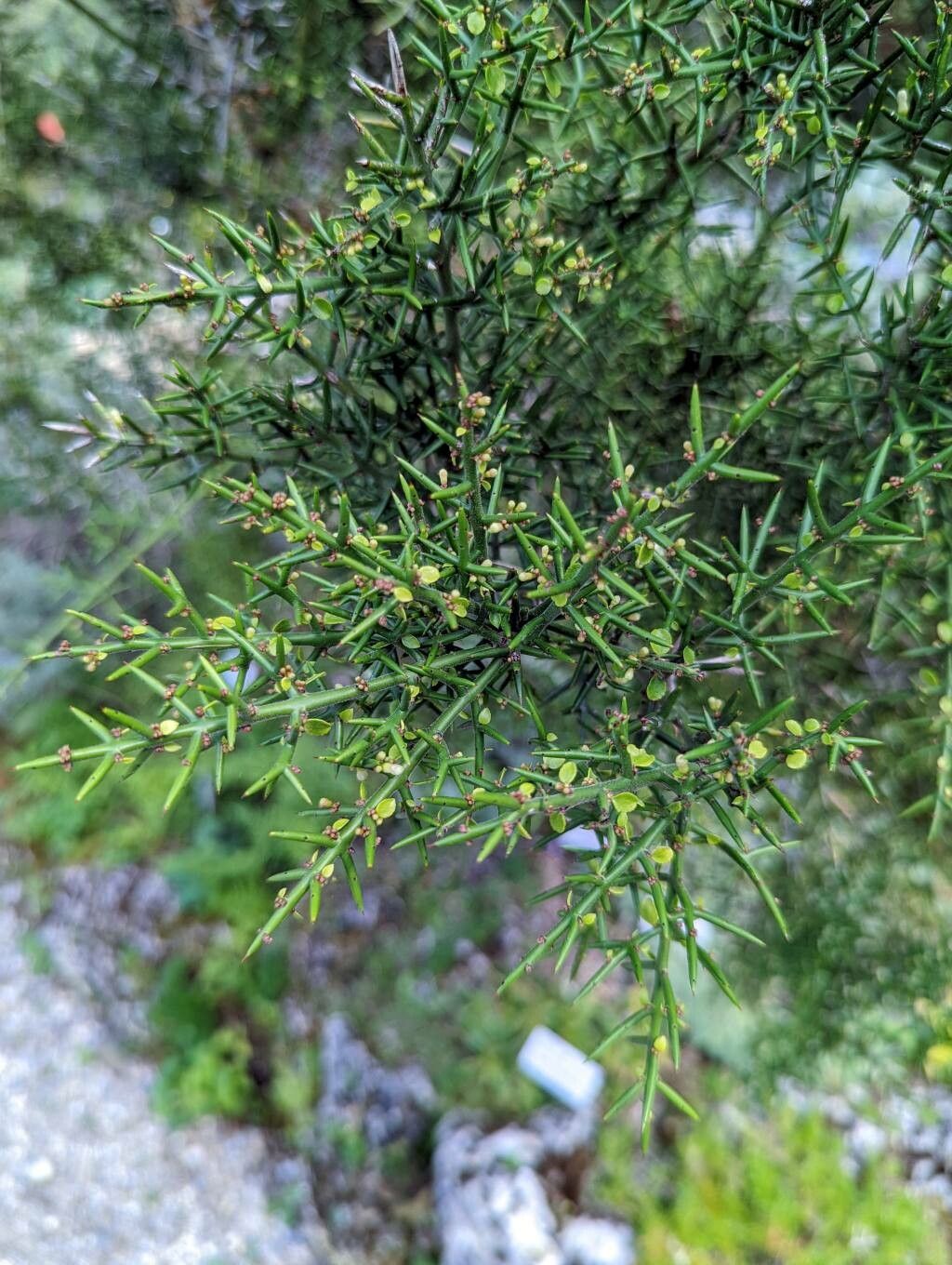 Colletia hystrix — related species from the same genus