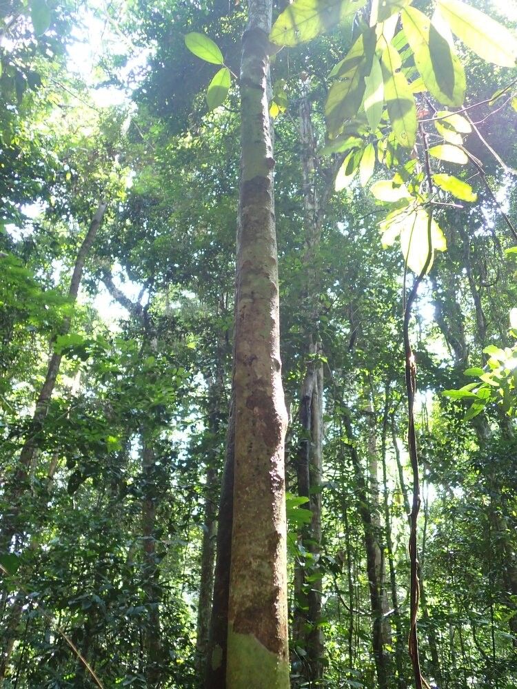 Cleistanthus libericus other