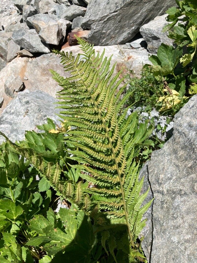 Dryopteris villarii — search result for 'Dryopteris'